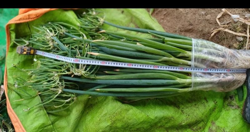 삼성농산님의 장터 판매 상품 [삼동파.자색삼동파모주.주아.달래파.영양부추] 첨부 사진