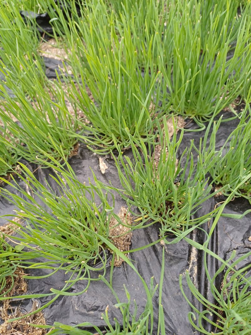 삼성농산님의 장터 판매 상품 [삼동파.자색삼동파모주.주아.달래파.영양부추] 첨부 사진