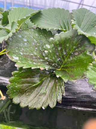 나당시님의 딸기 · 병해충상담 작성글 사진