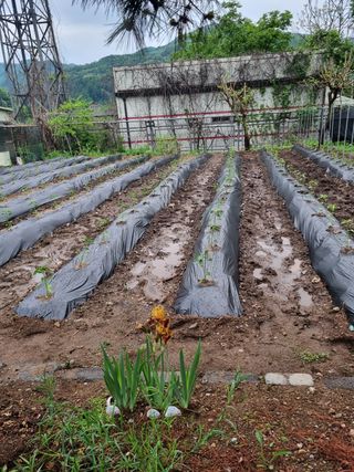 아름다운초옥농원님의 고추 · 파종•정식 작성글 사진