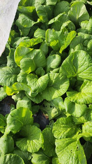 율촌 김은숙님의 옥수수 · 자유게시판 작성글 사진