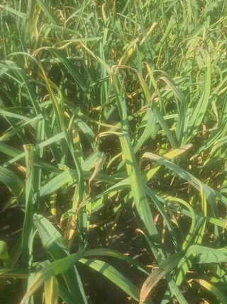 좋은여자님의 마늘 · 일상 작성글 사진