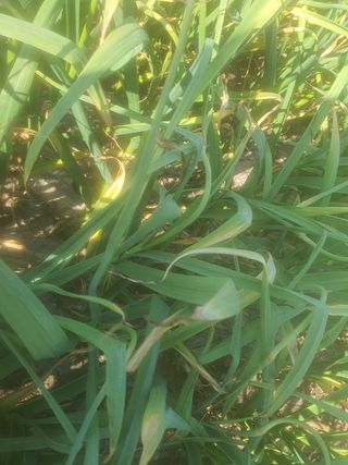 좋은여자님의 마늘 · 일상 작성글 사진