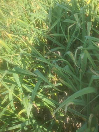 좋은여자님의 마늘 · 일상 작성글 사진