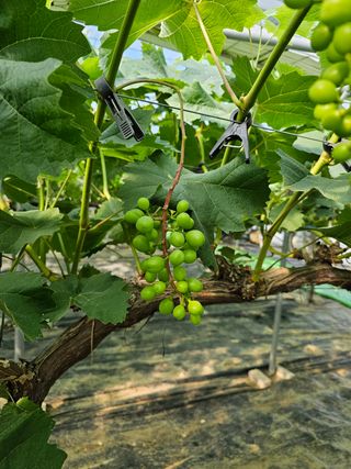 진재식님의 포도 · 자유게시판 작성글 사진