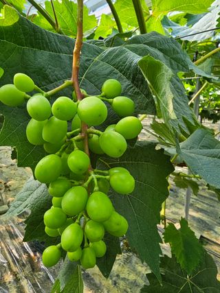 진재식님의 포도 · 자유게시판 작성글 사진