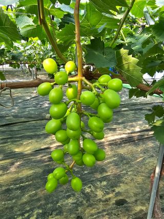 진재식님의 포도 · 자유게시판 작성글 사진