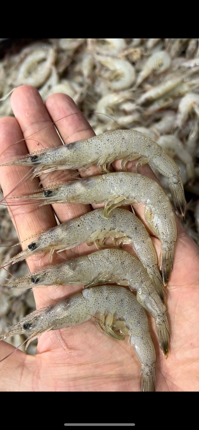 장터 상품 [당일조업 싱싱한 중하새우 1kg] 썸네일