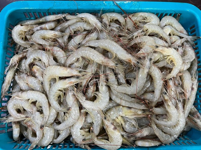 목포 물좋은수산님의 장터 판매 상품 [당일조업 싱싱한 중하새우 1kg] 첨부 사진