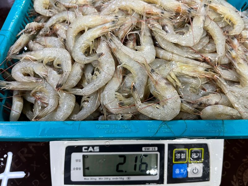 목포 물좋은수산님의 장터 판매 상품 [당일조업 싱싱한 중하새우 1kg] 첨부 사진