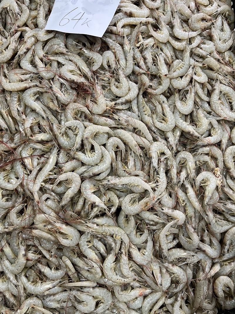 목포 물좋은수산님의 장터 판매 상품 [당일조업 싱싱한 중하새우 1kg] 첨부 사진