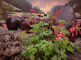 약초를사랑한짱아줌마님의 자유주제 · 자유게시판 작성글 사진