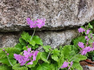 약초를사랑한짱아줌마님의 자유주제 · 자유게시판 작성글 사진
