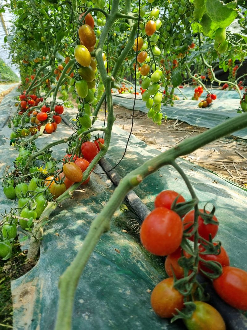장터 상품 [대추방울토마토 3kg] 썸네일