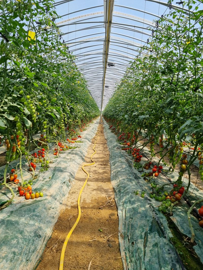 새빛뜰농부님의 장터 판매 상품 [대추방울토마토 3kg] 첨부 사진