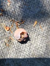 팜모닝 블루베리·병해충상담 게시글 이미지