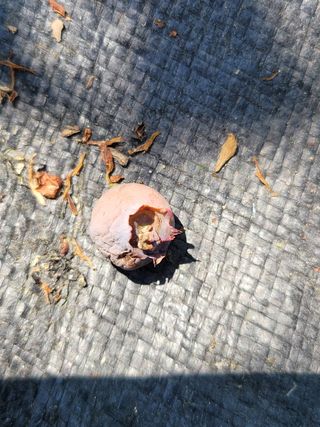 박병태님의 블루베리 · 병해충상담 작성글 사진