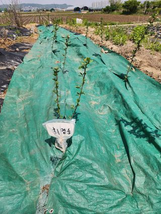 배현욱님의 기타작물 · 자유게시판 작성글 사진