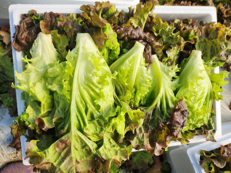 김지혜님의 장터 판매 상품 [꽃상추와 포기상추 1kg] 첨부 사진