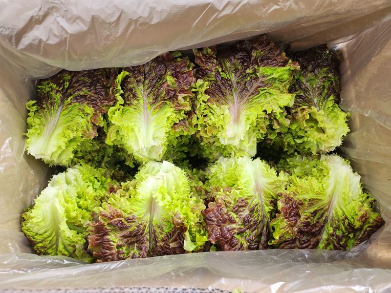 김지혜님의 장터 판매 상품 [꽃상추와 포기상추 1kg] 첨부 사진