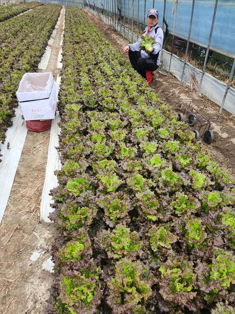 김지혜님의 장터 판매 상품 [꽃상추와 포기상추 1kg] 첨부 사진