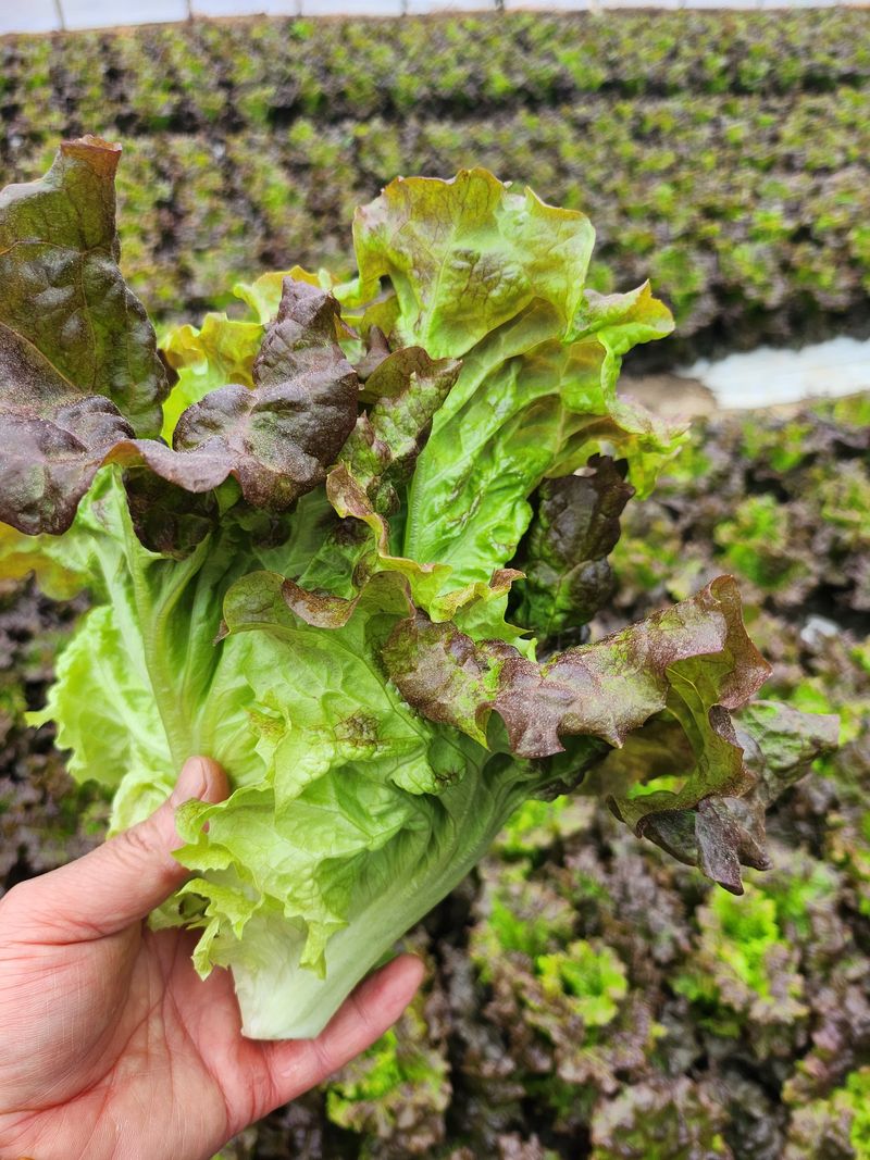 김지혜님의 장터 판매 상품 [꽃상추와 포기상추 1kg] 첨부 사진