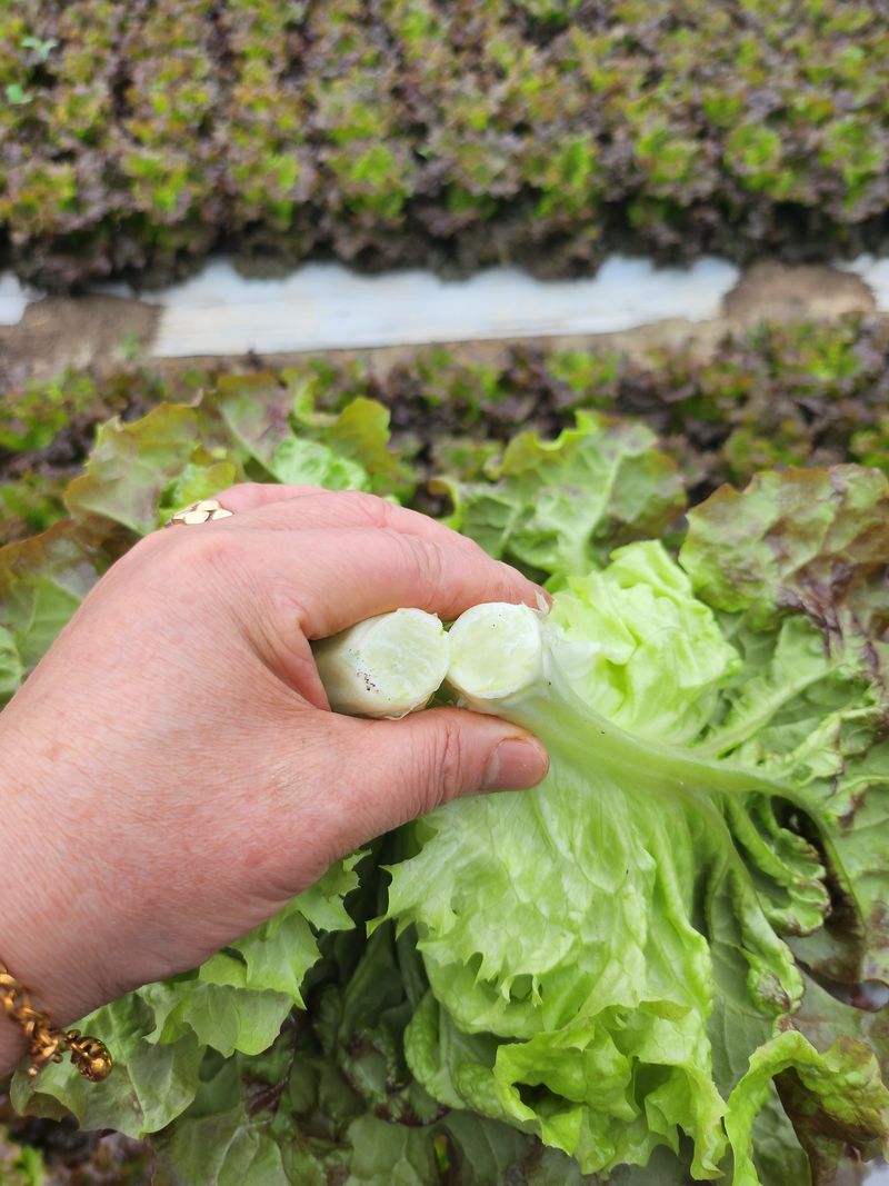 김지혜님의 장터 판매 상품 [꽃상추와 포기상추 1kg] 첨부 사진