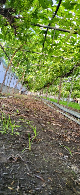 진잠농원님의 포도 · 자유게시판 작성글 사진