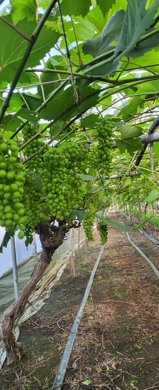 진잠농원님의 포도 · 자유게시판 작성글 사진