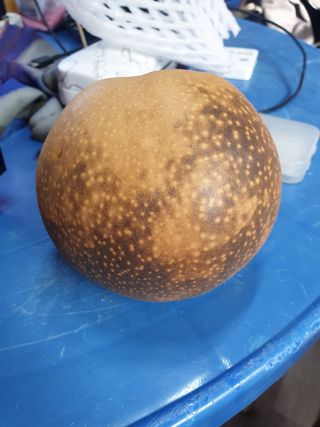 강민구님의 배 · 병해충상담 작성글 사진