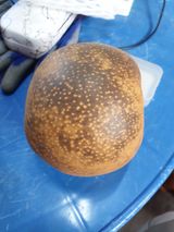 팜모닝 배·병해충상담 게시글 이미지