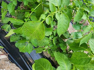 심상봉님의 감자 · 병해충상담 작성글 사진