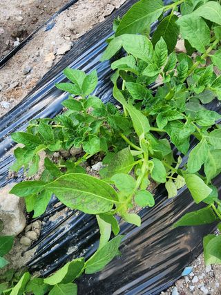 심상봉님의 감자 · 병해충상담 작성글 사진