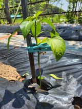 팜모닝 고추·병해충상담 게시글 이미지