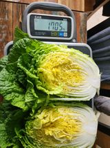 팜모닝 · 게시글 이미지