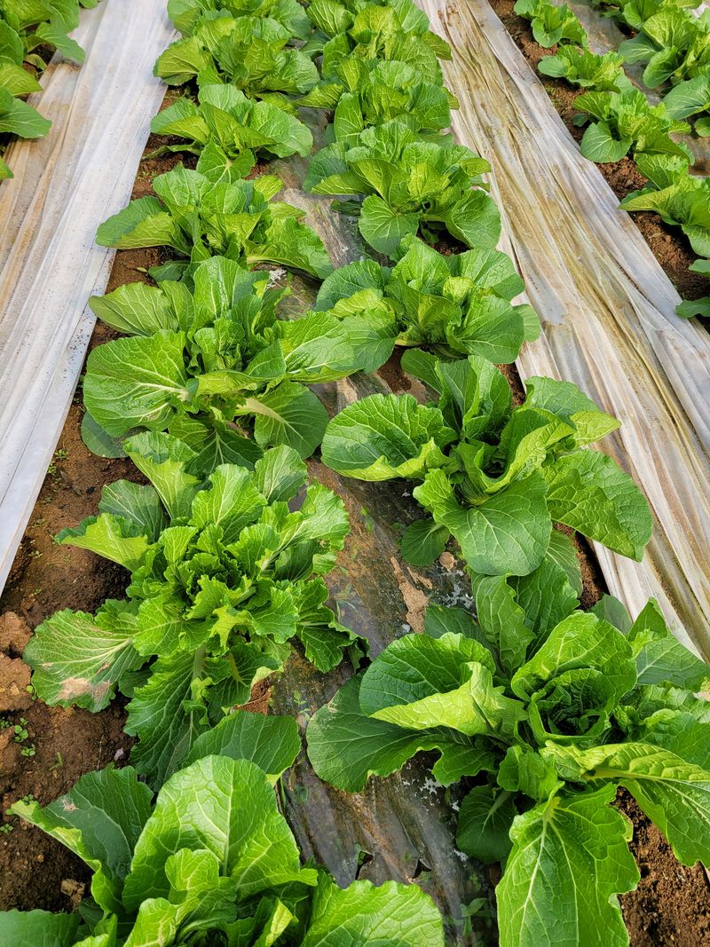 강태민님의 장터 판매 상품 [무농약봄배추] 첨부 사진