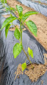 팜모닝 고추·자연재해•동물피해 게시글 이미지