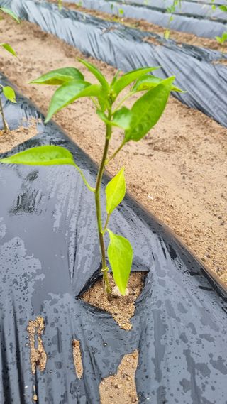 유병철님의 고추 · 자연재해•동물피해 작성글 사진