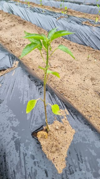 유병철님의 고추 · 자연재해•동물피해 작성글 사진