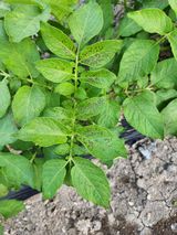 팜모닝 감자·병해충상담 게시글 이미지