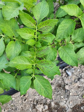 김찬우님의 감자 · 병해충상담 작성글 사진