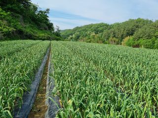 전성환님의 마늘 · 마늘 쪽 비대기 작성글 사진