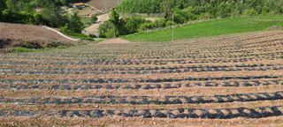 시현님의 고추 · 파종•정식 작성글 사진
