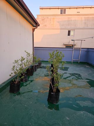 김국현님의 블루베리 · 자유게시판 작성글 사진