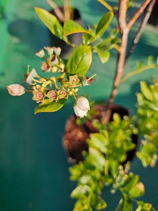 김국현님의 블루베리 · 자유게시판 작성글 사진