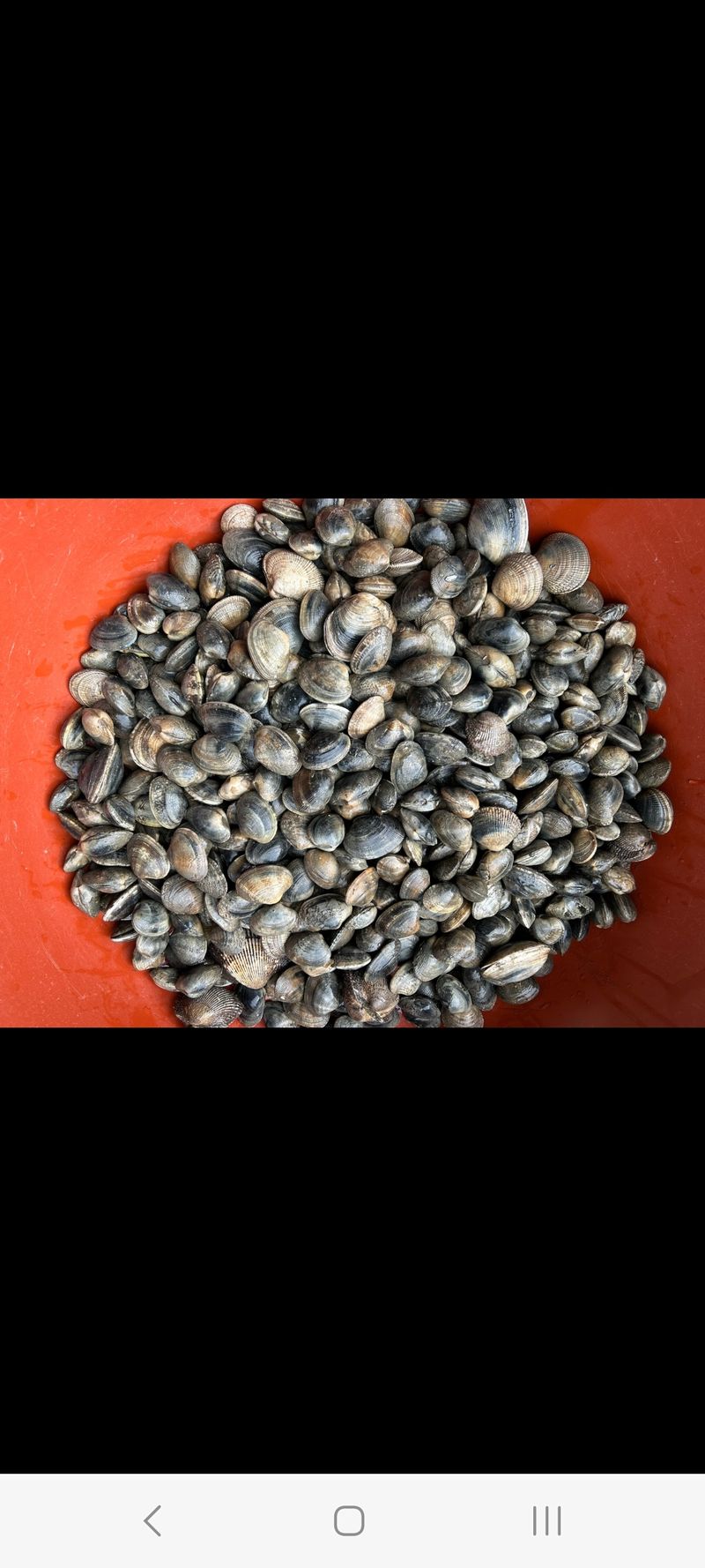 장터 상품 [자연산 바지락] 썸네일