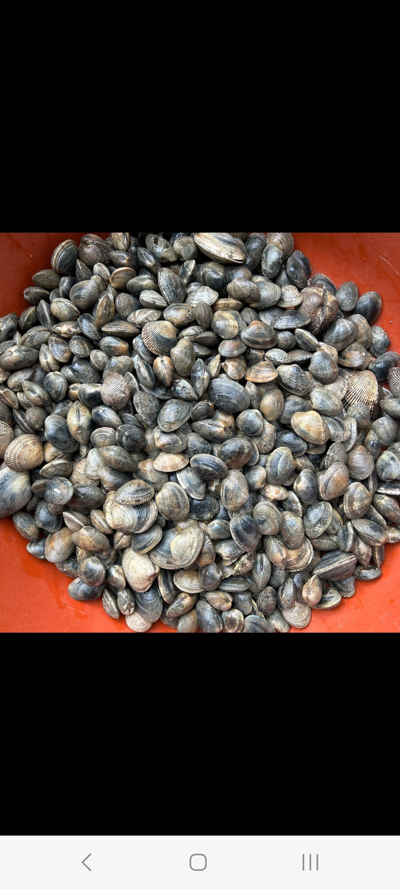 최광용님의 장터 판매 상품 [자연산 바지락] 첨부 사진