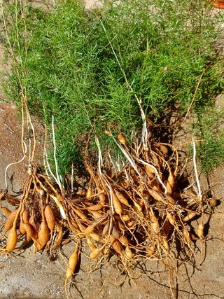 알 수 없음님의 기타작물 · 자유게시판 작성글 사진