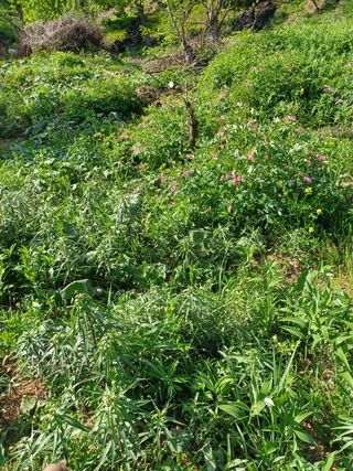 알 수 없음님의 기타작물 · 자유게시판 작성글 사진