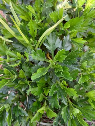 알 수 없음님의 기타작물 · 자유게시판 작성글 사진